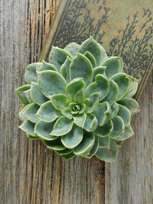 3"-4"  DIAMETER ASSORTED CUT  SUCCULENTS